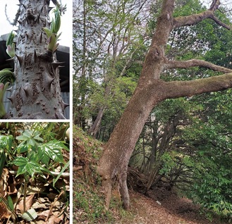 樹齢100年近いハリギリの木。トゲに覆われている