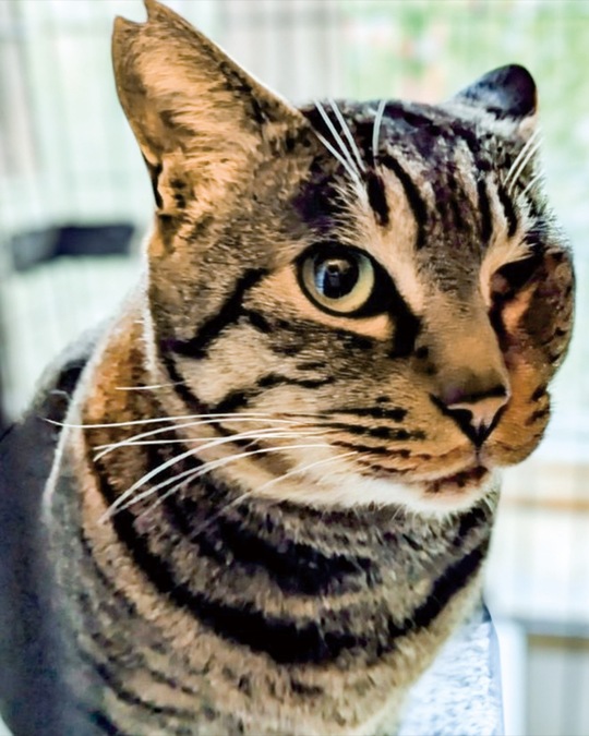 同団体で保護している猫（河底さん提供）