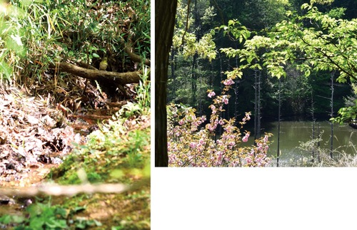 佐々木さんが撮影したお気に入りスポットの１つである「都立小山内裏公園」＝４月21日撮影＝「野鳥の声に耳を傾け、さわやかな風を受けることができるスポット。ゆっくりとした贅沢なひと時を楽しめます」