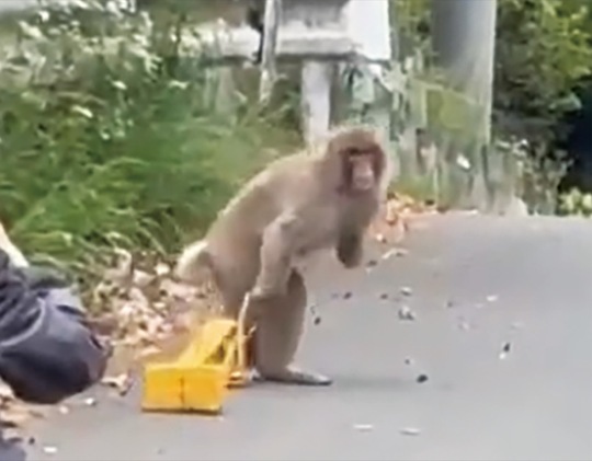 相原町に出没した左手のないサル＝９日撮影＝（綿井さんが撮影した動画より）