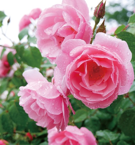 施設内の花壇に咲くバラ（5月17日撮影）