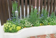 花壇コンで最優秀賞