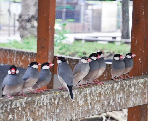 １００羽以上の文鳥を間近で見ることができる