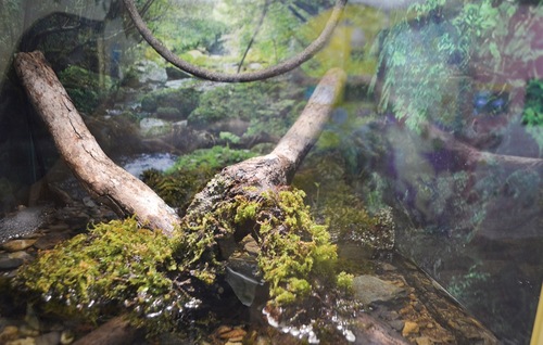 ３匹の「ベトナムコケガエル」がいる水槽