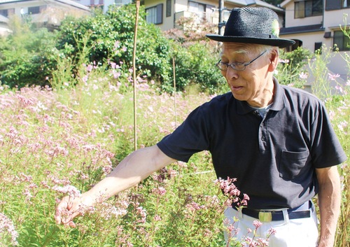 フジバカマを見守る青木さん
