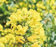 野津田で菜の花見頃