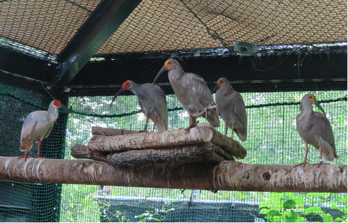 飼育中のトキのペアと巣立ったヒナ（撮影日:2026年7月6日）＝（公財）東京動物園協会提供