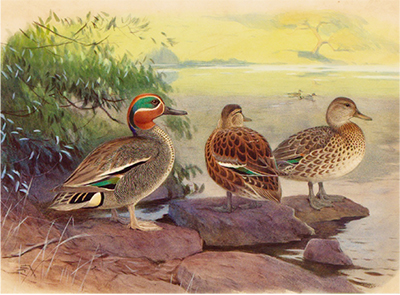 「博物館でバードウォッチング」