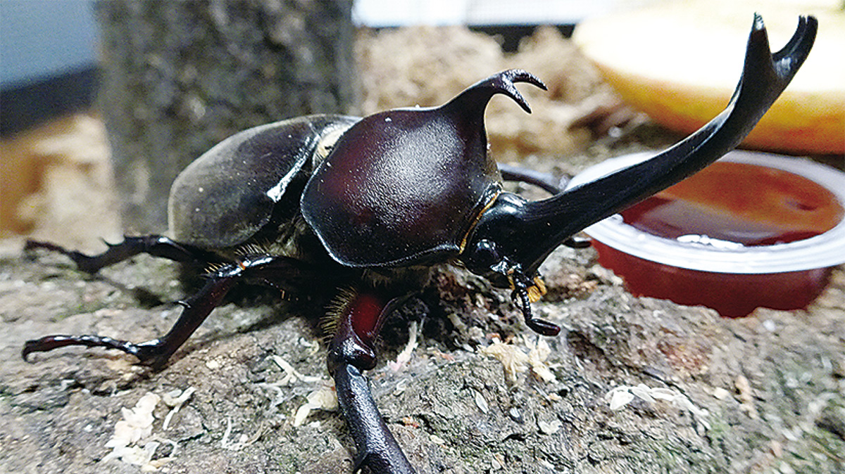 カブトムシ知ってる？