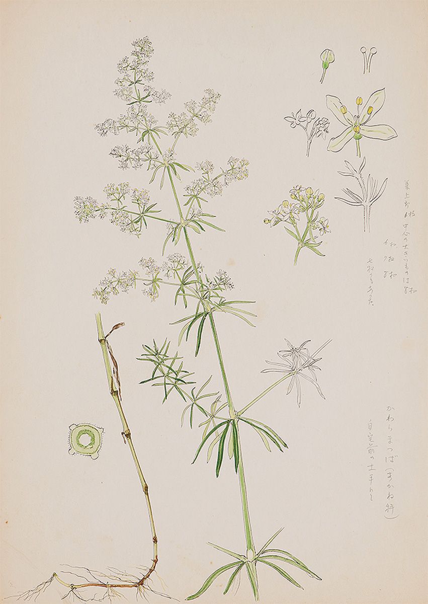 自然を愛し、描きつづけた挿絵画家