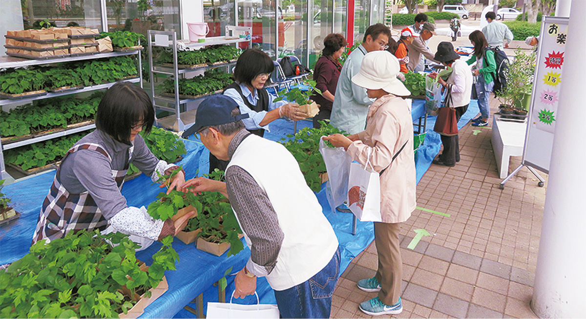 ゴーヤ苗の配布（昨年）