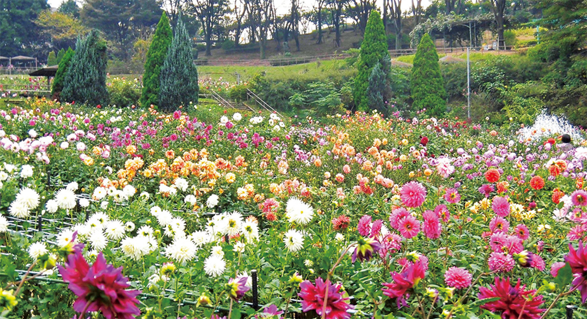 秋は一年で一番の見頃