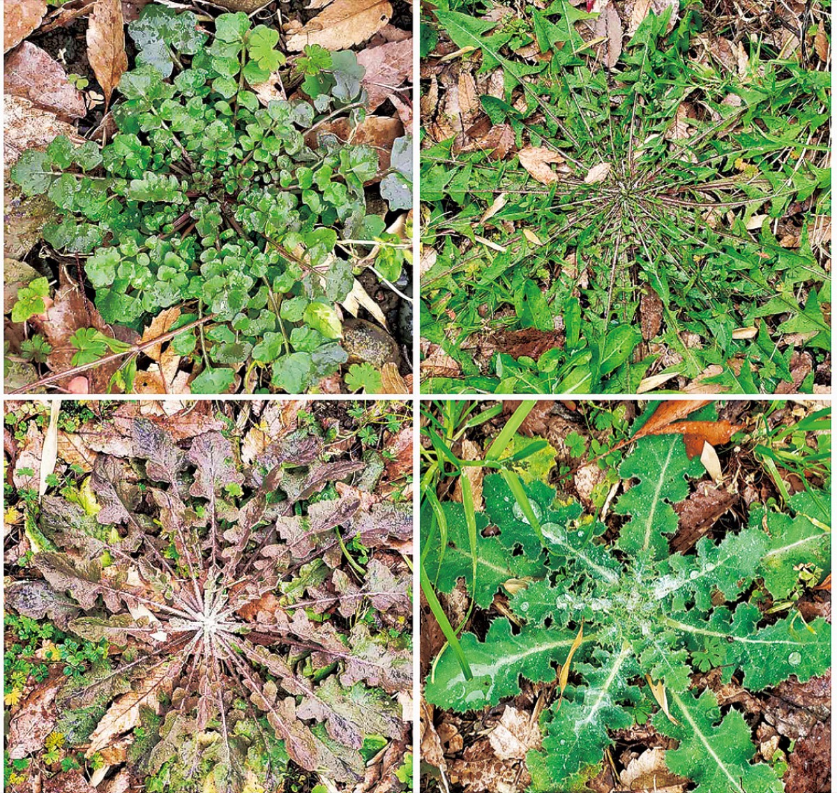 宮司の徒然　其の54 (写真1)