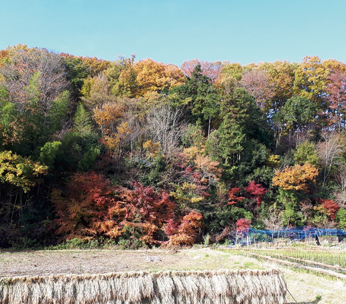 フォトコンテスト作品募集 ｓｎｓで魅力をシェア 町田 タウンニュース