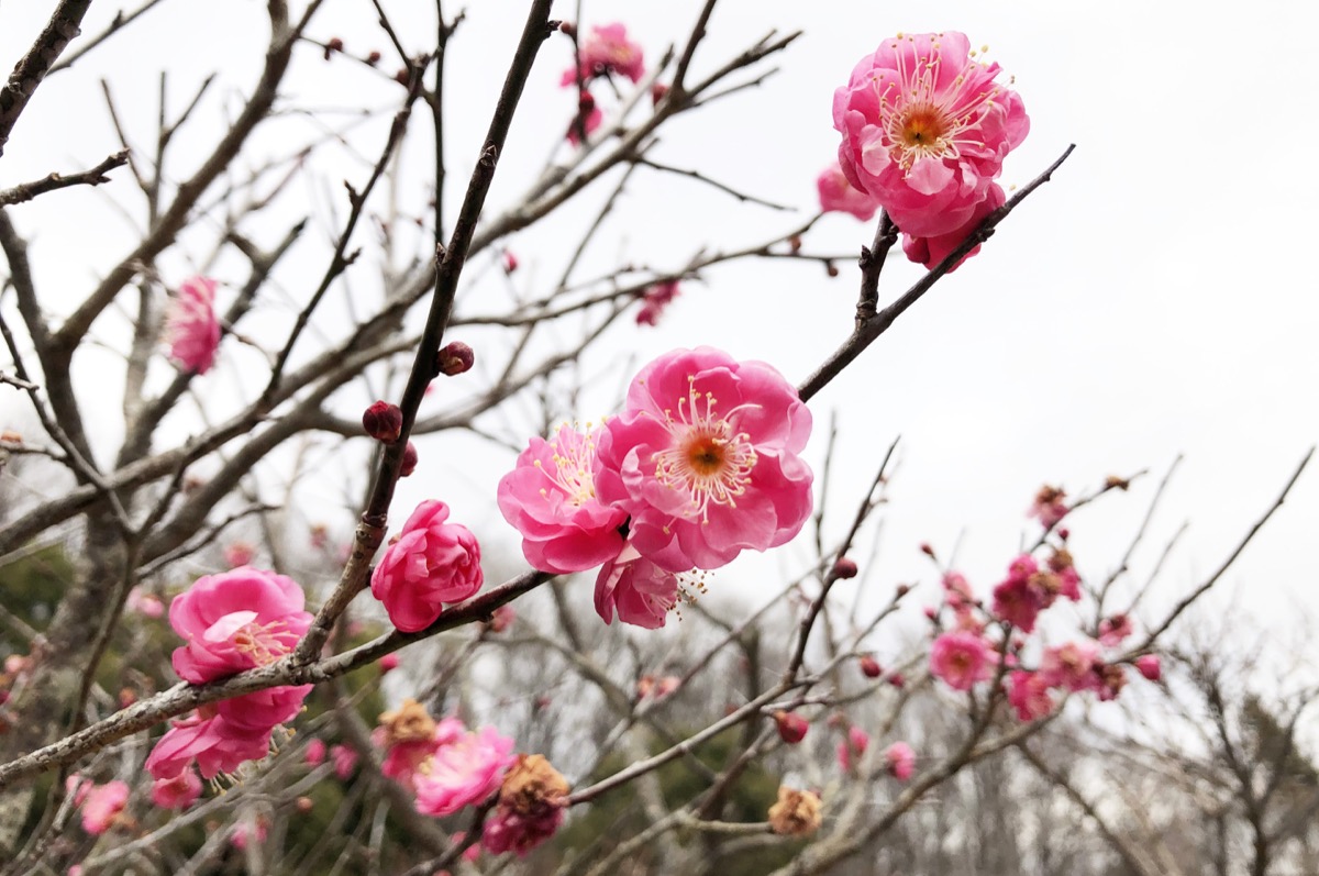 一足早く咲き始めた梅の花も