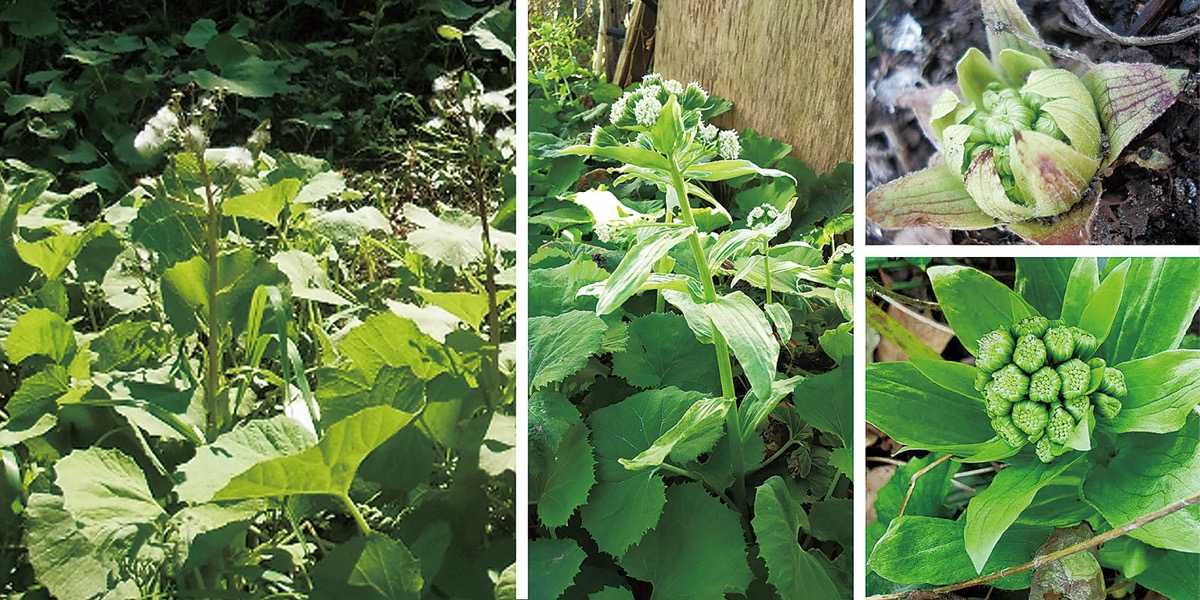 宮司の徒然　其の74