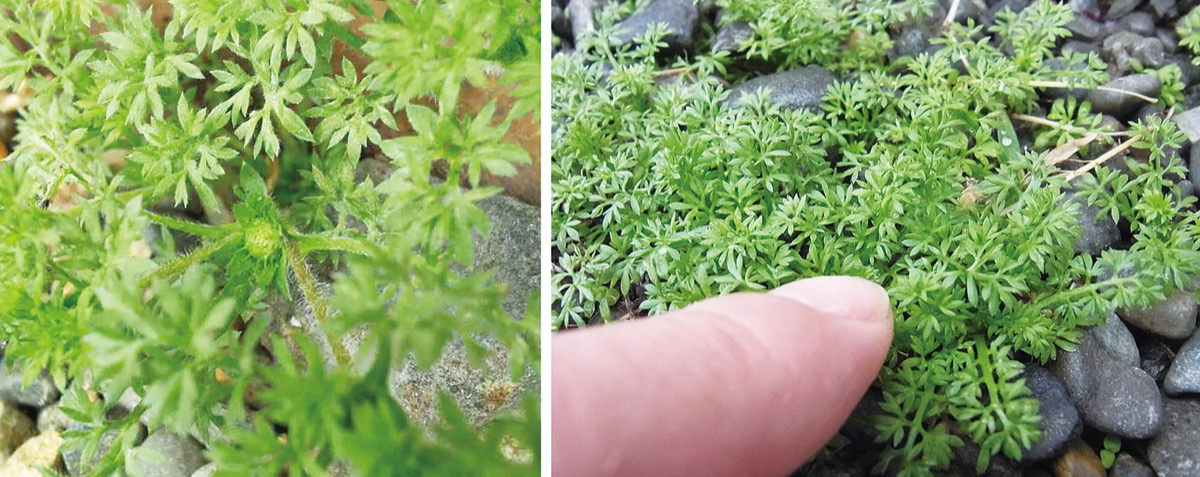 宮司の徒然　其の75