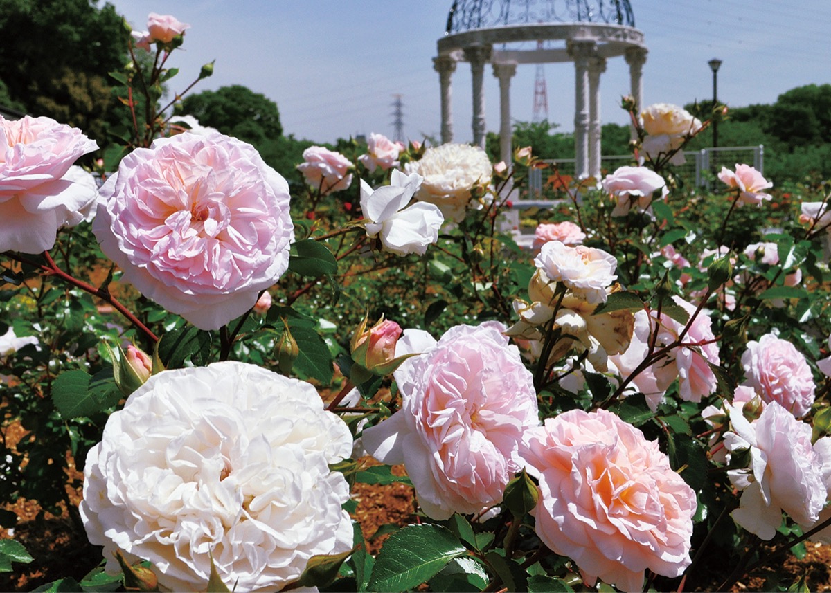 整備された広場に咲き誇るバラ（5月8日撮影）