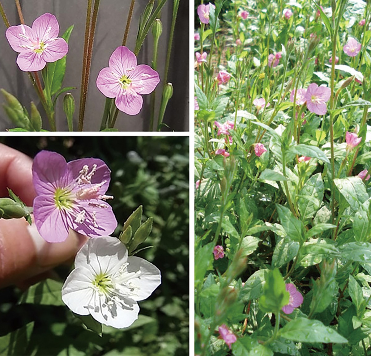 宮司の徒然　其の77