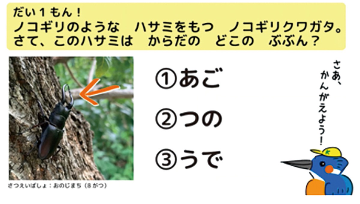 お家時間に楽しめる 町田の生き物クイズ パート１ ４までは むし編 町田 タウンニュース