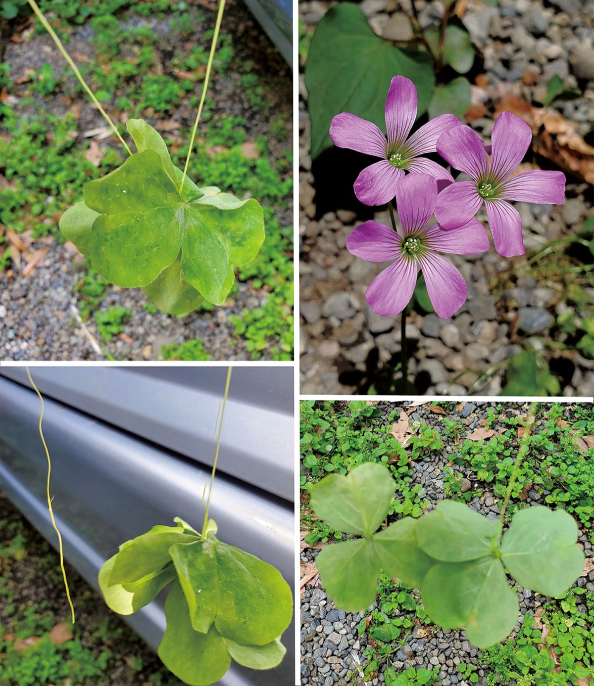 宮司の徒然　其の80