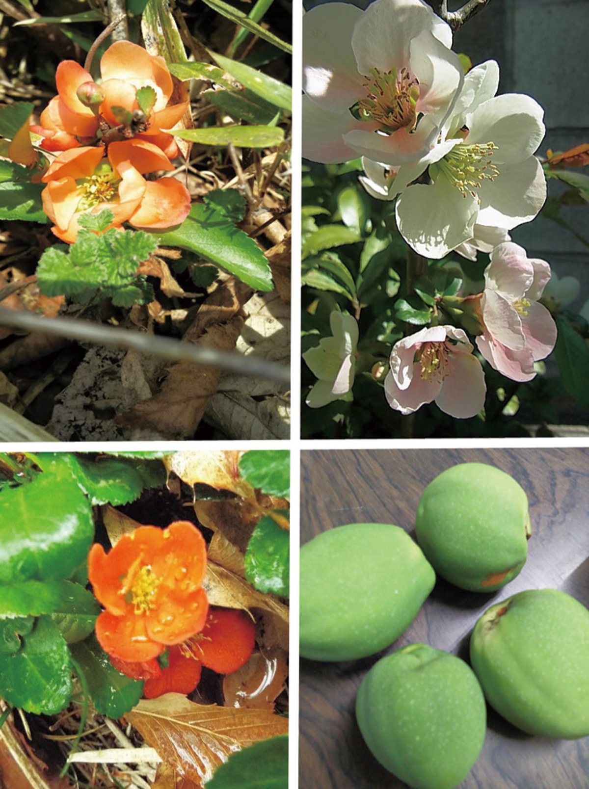 宮司の徒然　其の81