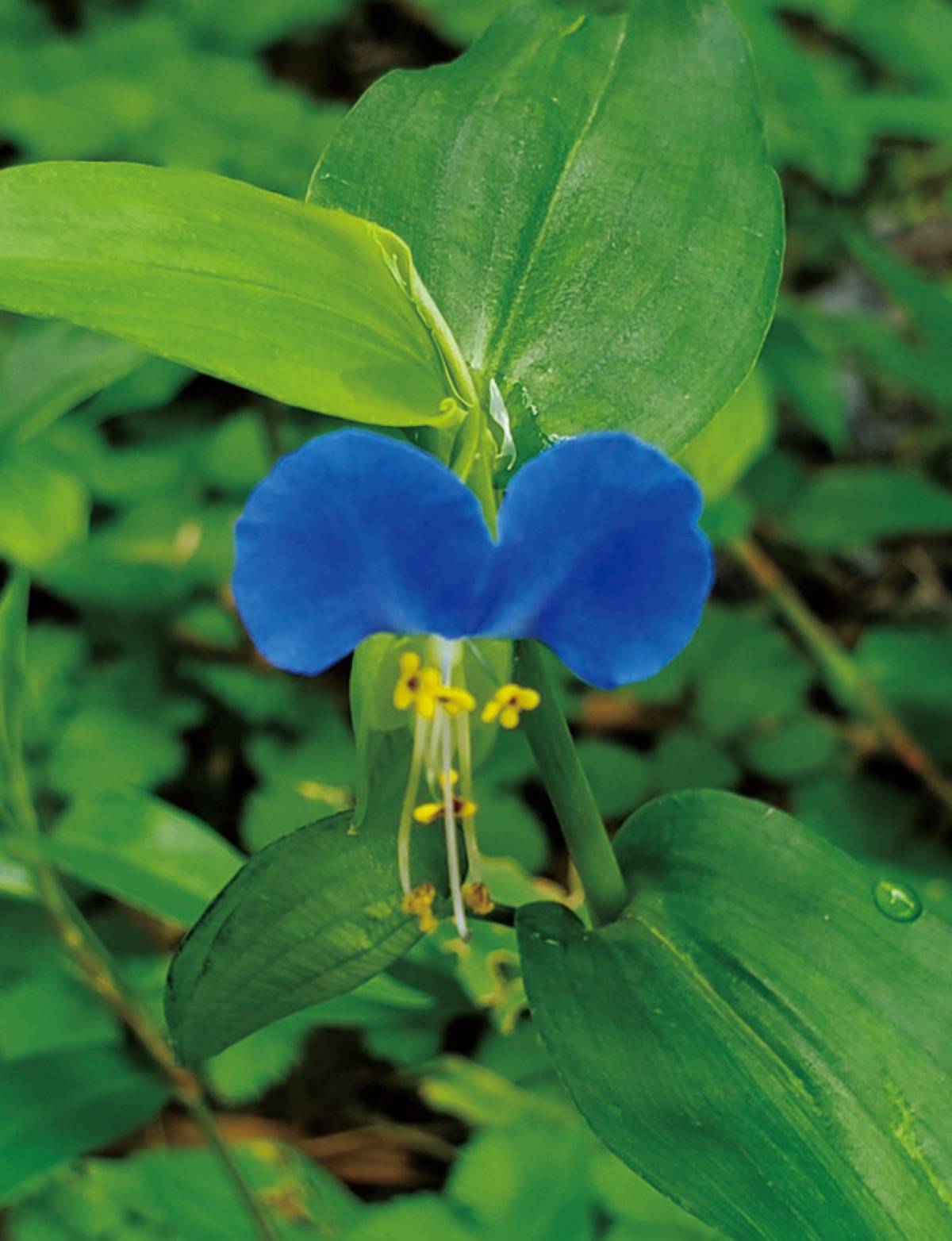 宮司の徒然　其の86町田天満宮　宮司　池田泉