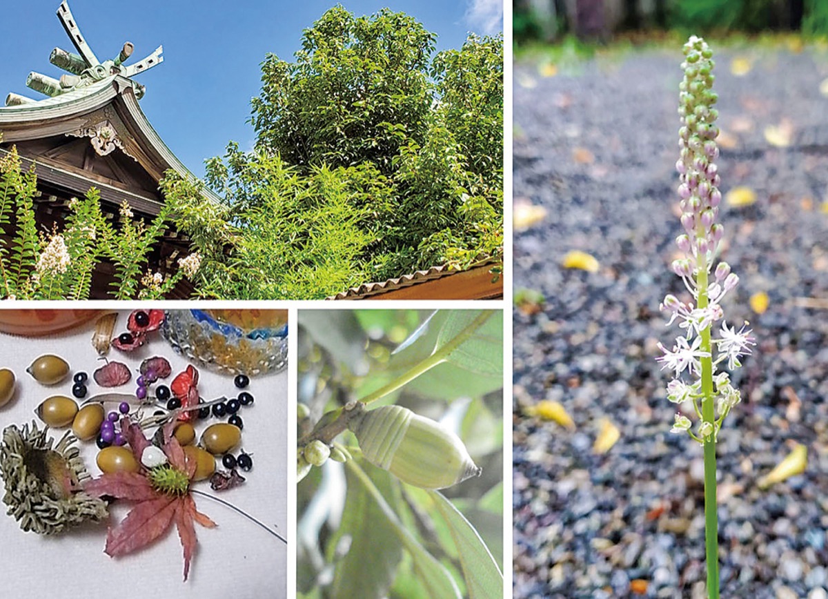 宮司の徒然　其の88町田天満宮　宮司　池田泉