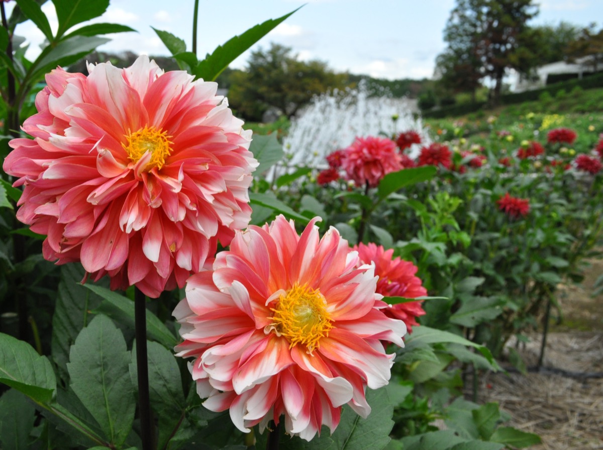 Web限定記事 町田ダリア園 大輪の花々がお出迎え 秋の見頃迎える 町田 タウンニュース