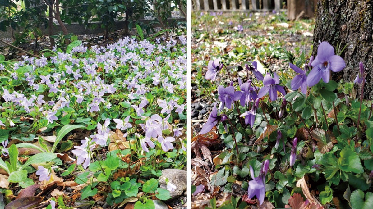 宮司の徒然　其の10１
