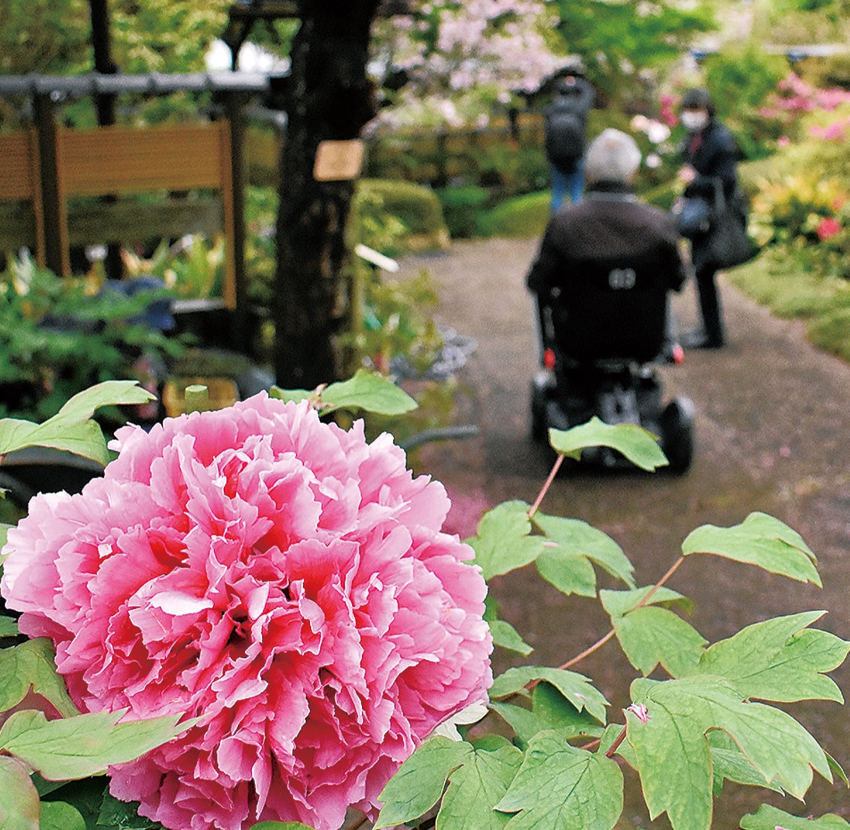 24K 24金 ぼたんの花 開口腕輪 H 町田ぼたん園 大輪の花、見ごろ迎える 5月8日まで有料開園 | 町田