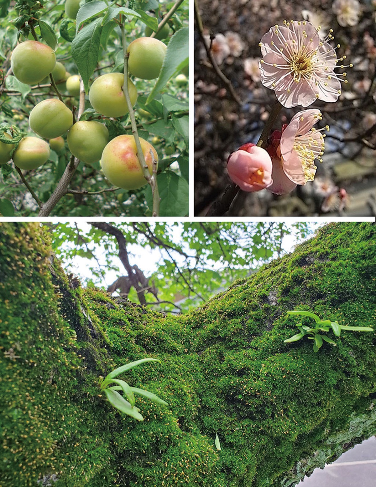宮司の徒然　其の10８