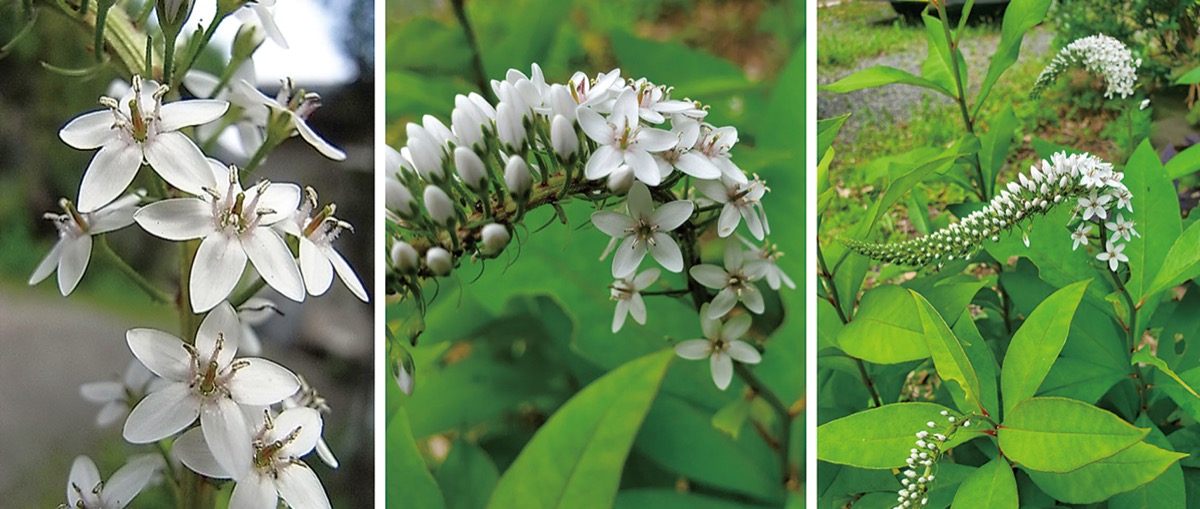 宮司の徒然　其の110