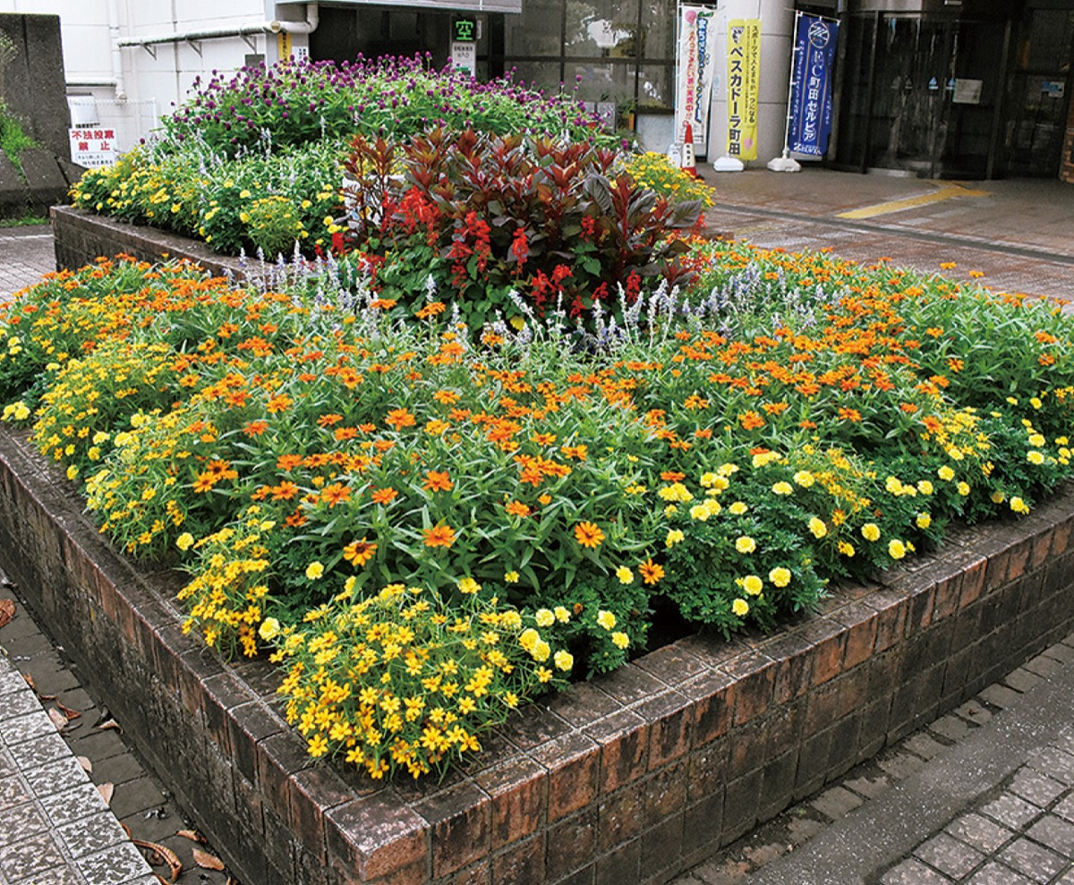 コンクールに参加するつくし野駅前の花壇
