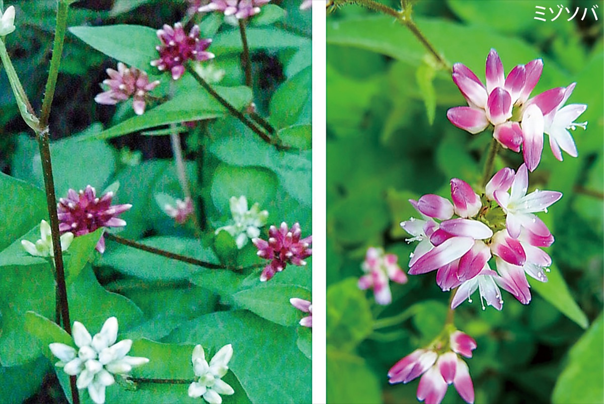 宮司の徒然　其の115