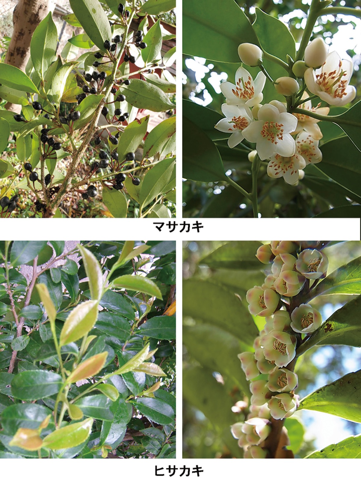 宮司の徒然　其の119