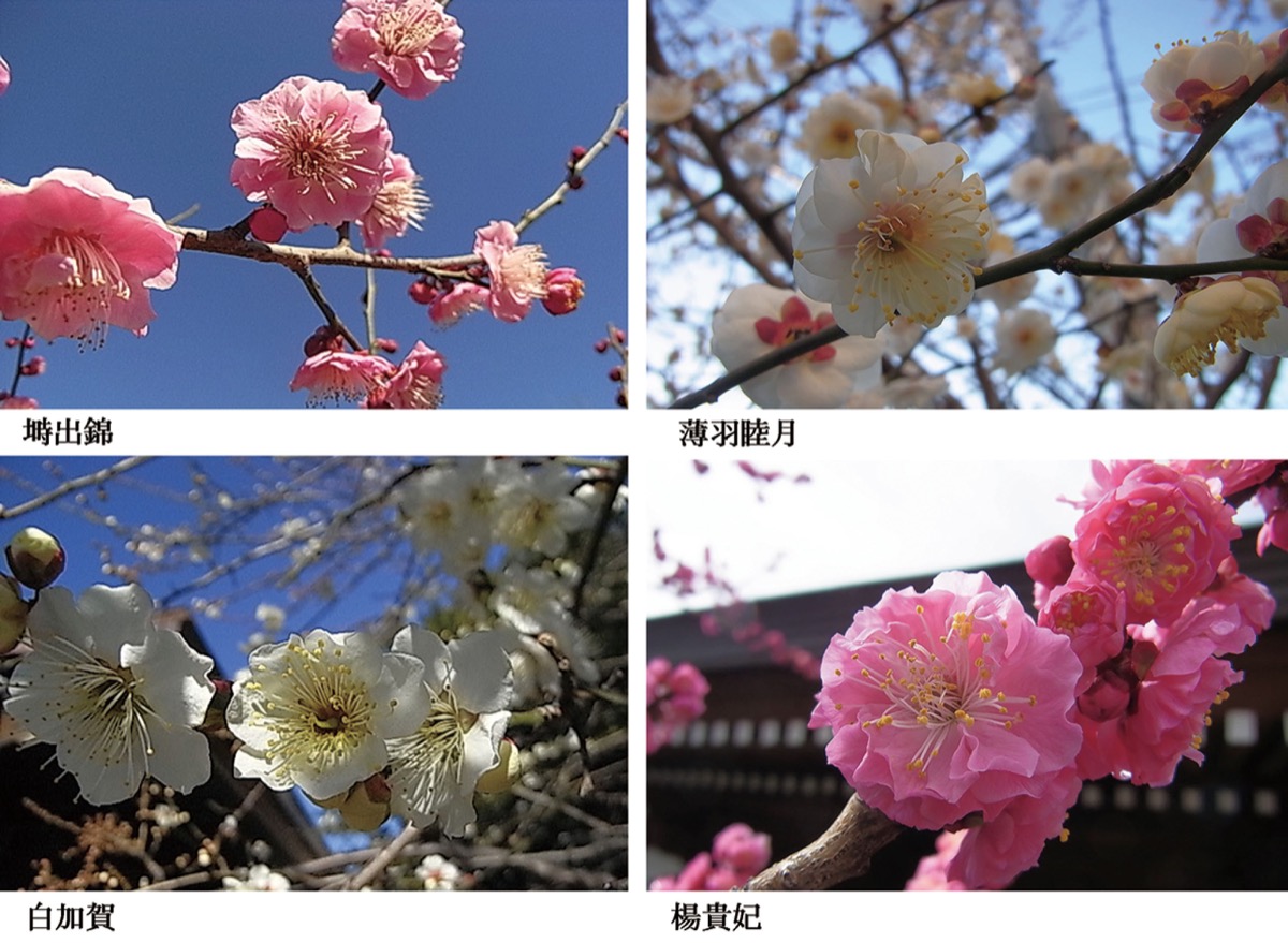 宮司の徒然　其の120