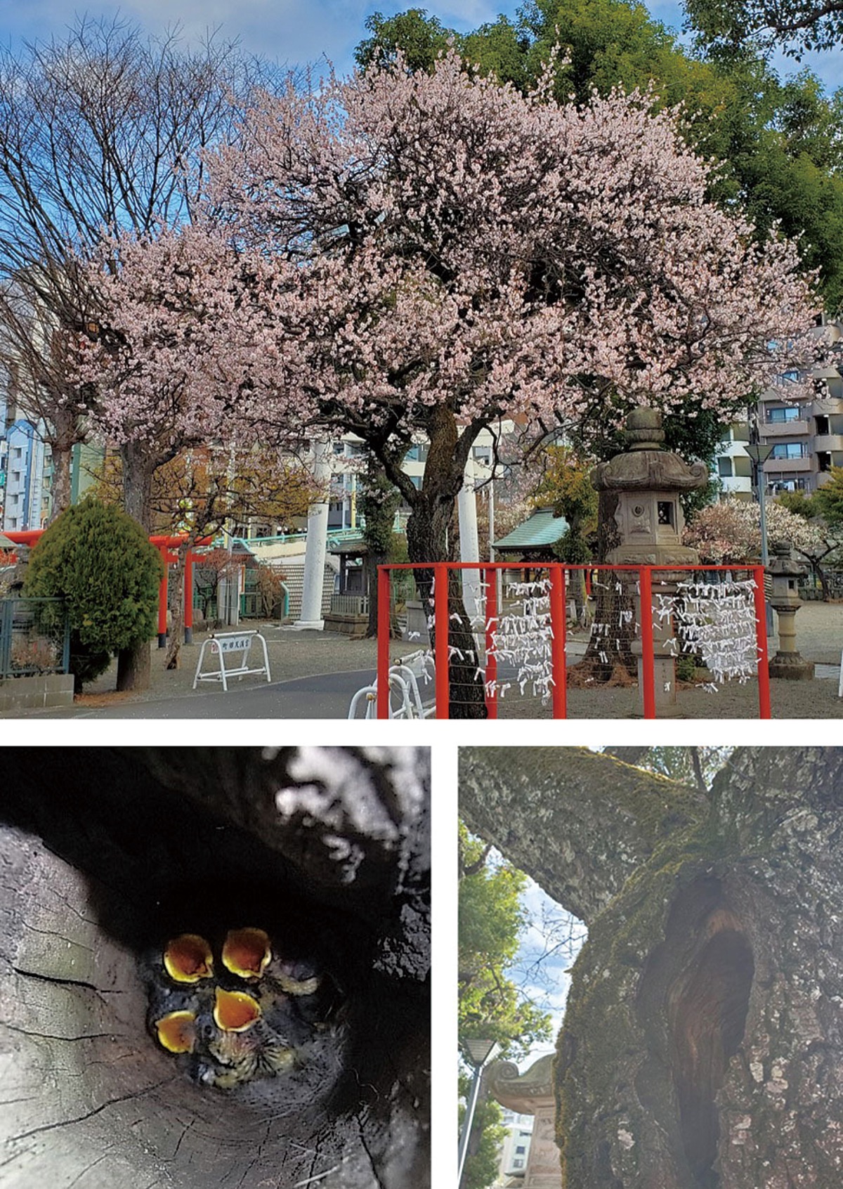 宮司の徒然　其の122