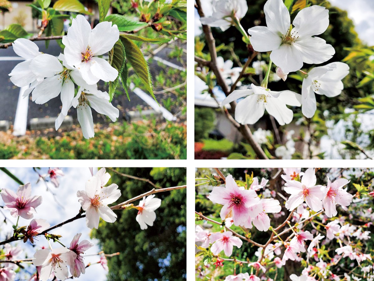 宮司の徒然　其の123