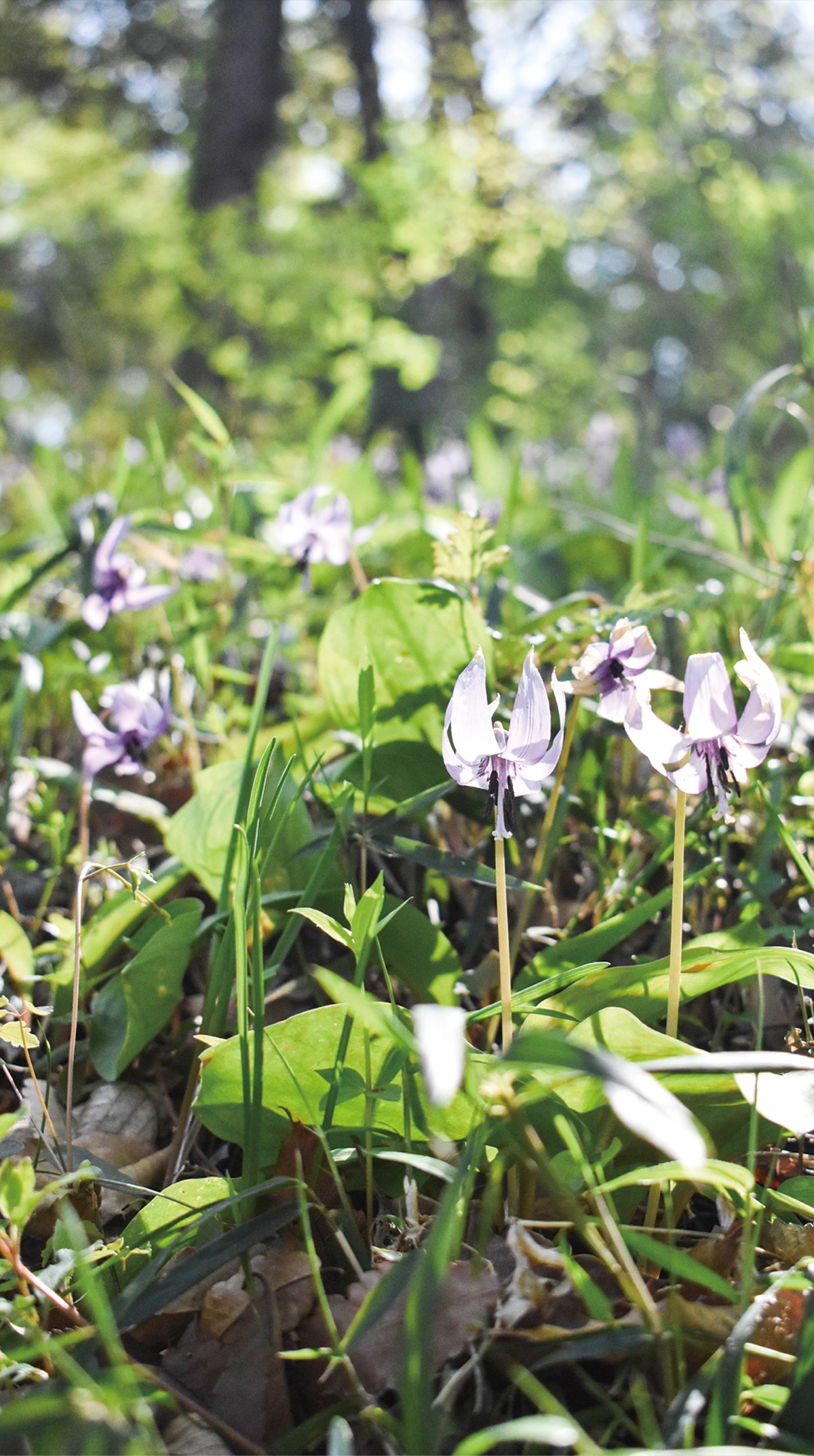 野草が多く自生するかたかごの森に咲くカタクリの花