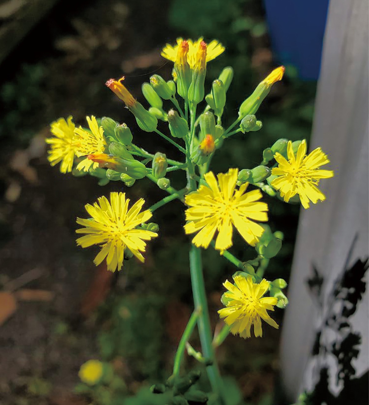 宮司の徒然　其の12４