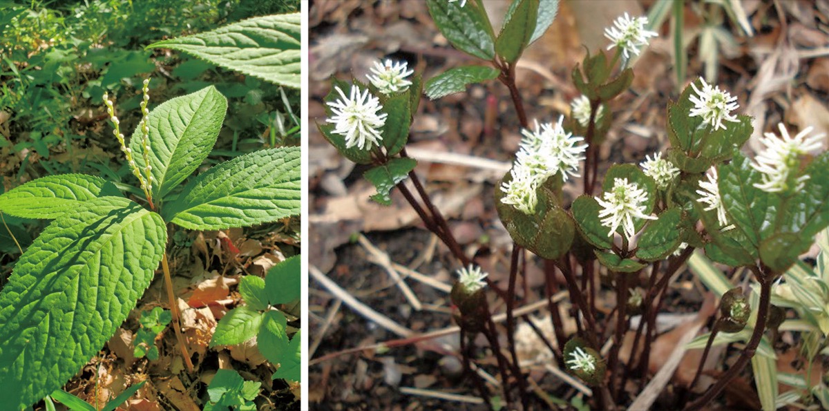 宮司の徒然　其の128