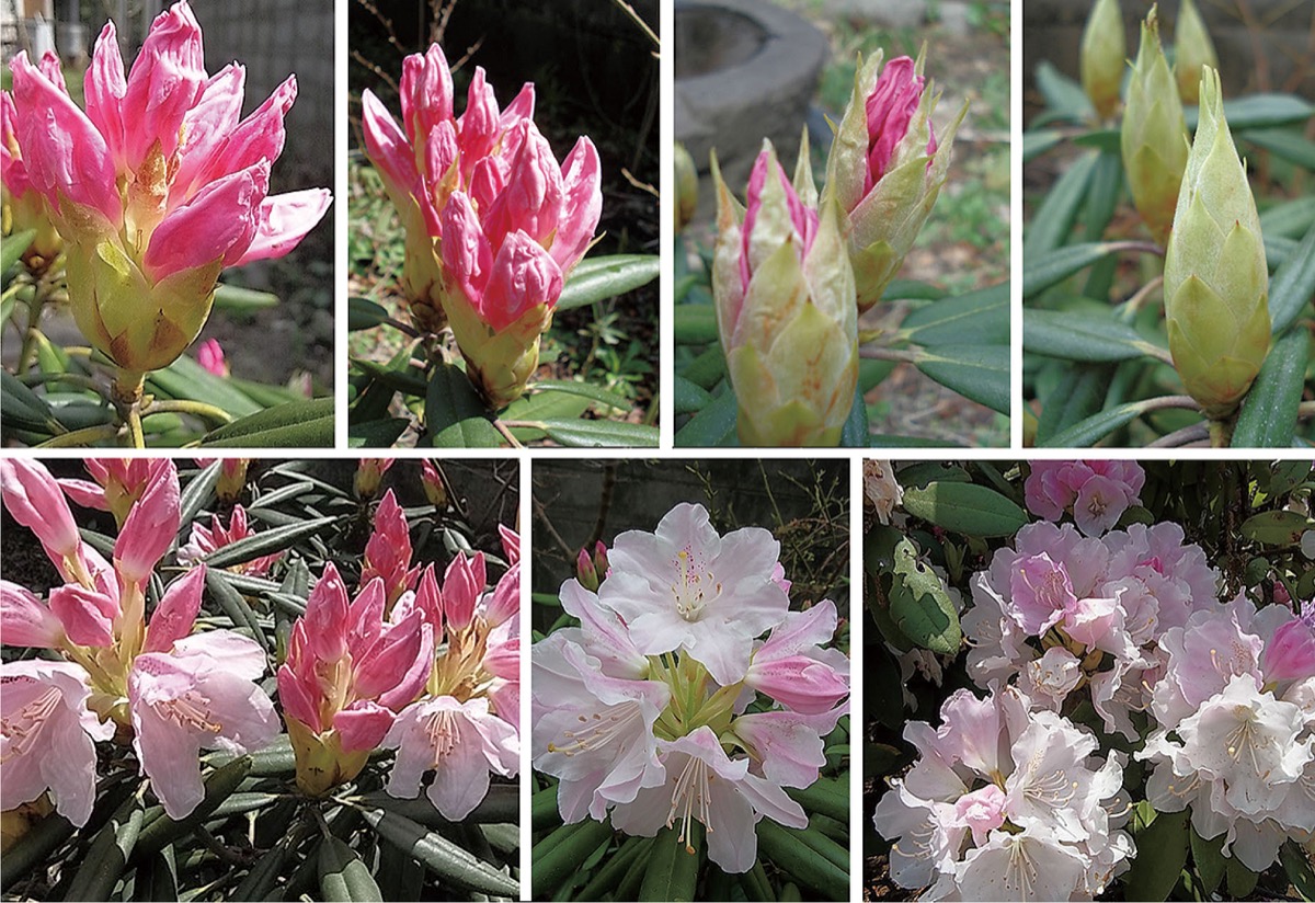 宮司の徒然　其の129