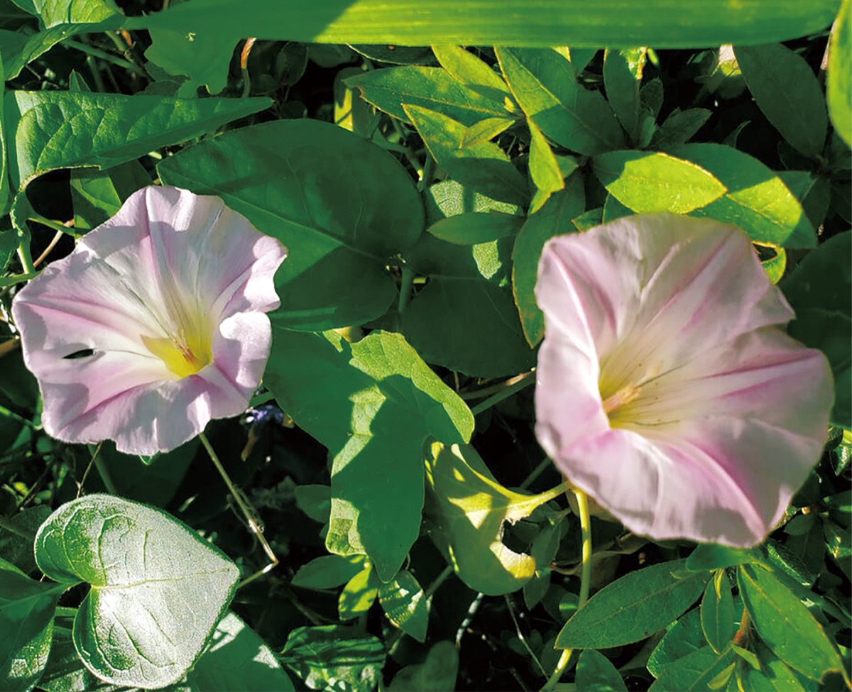 宮司の徒然　其の128