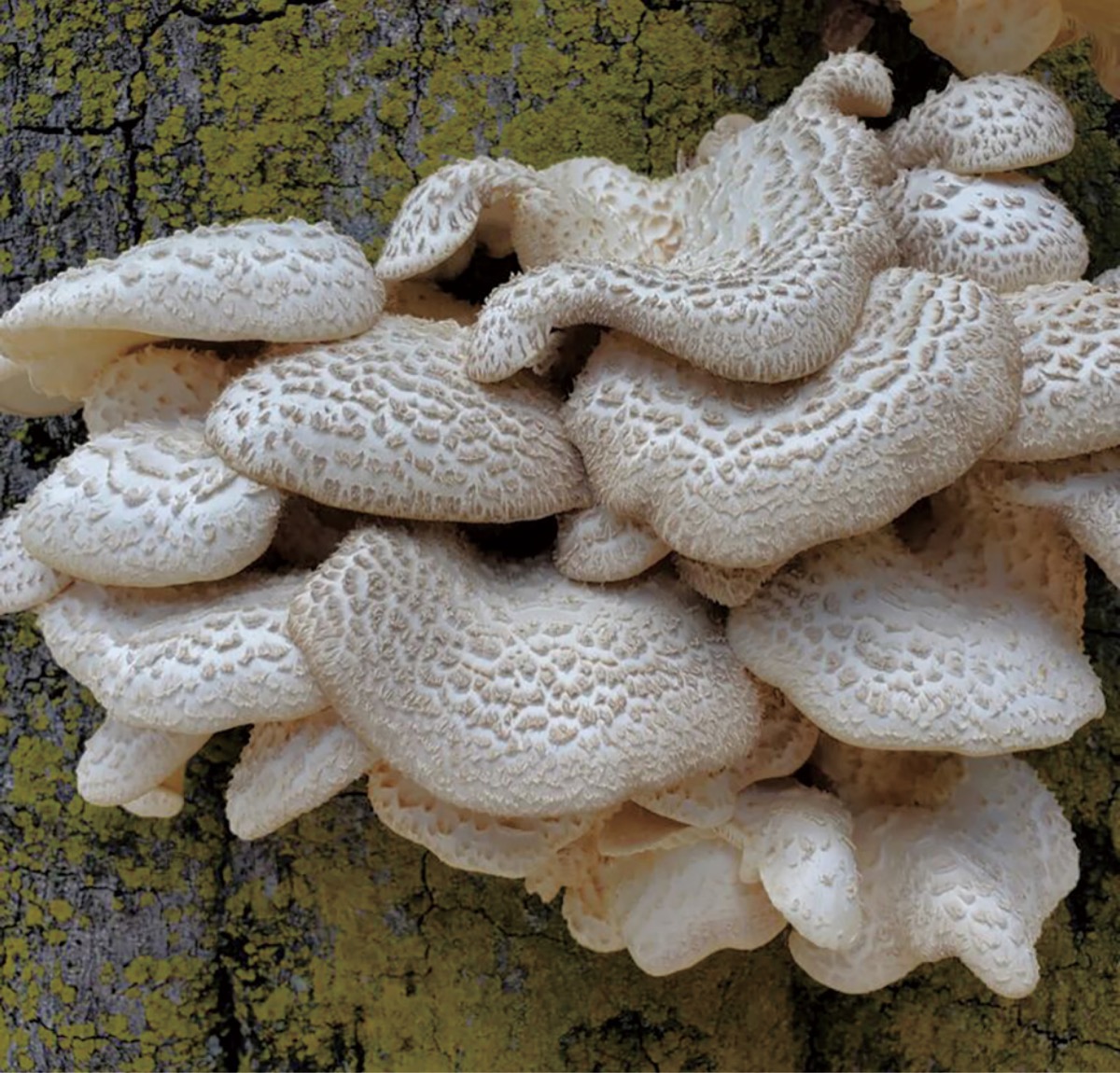 宮司の徒然　其の132町田天満宮　宮司　池田泉