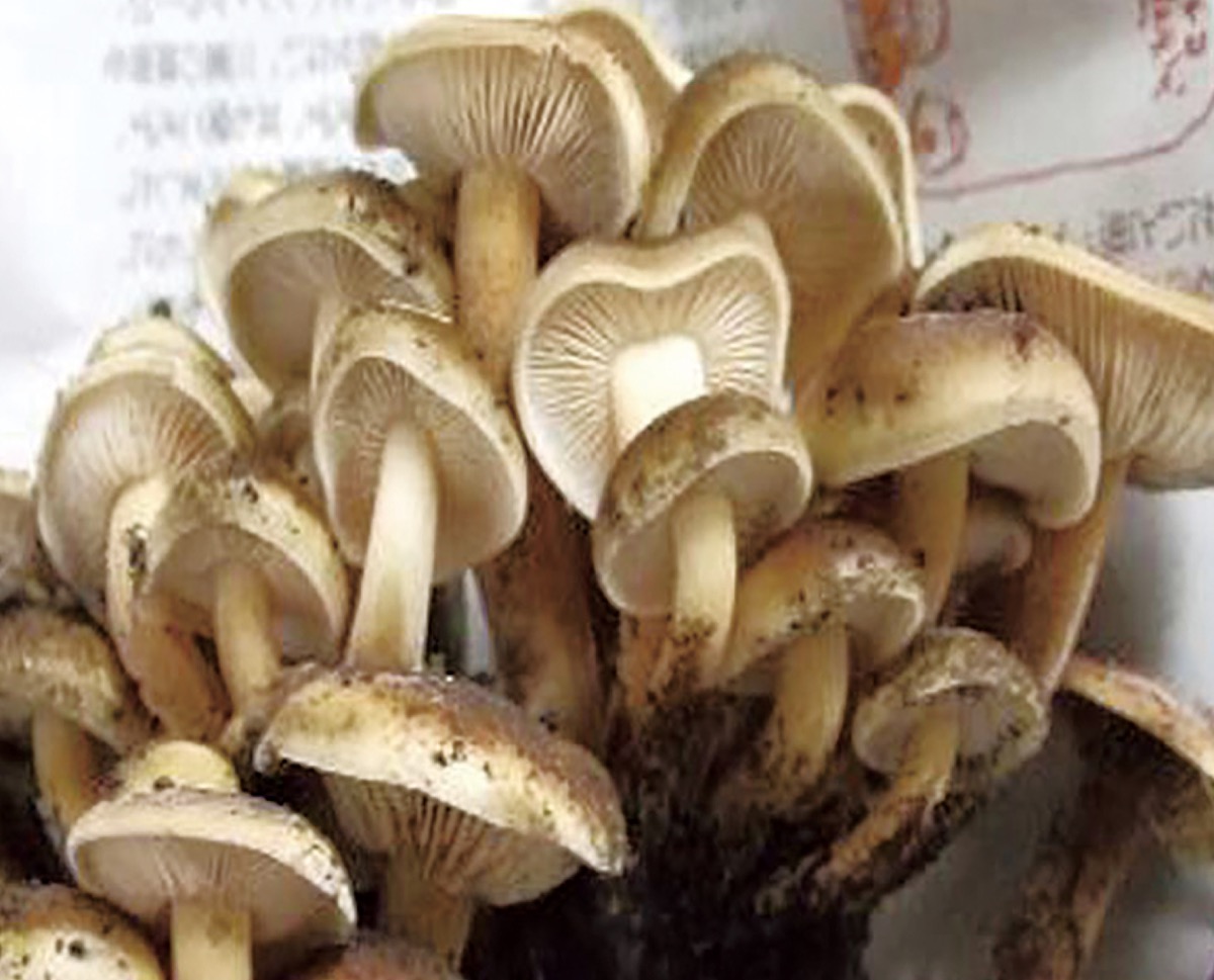 宮司の徒然　其の13９