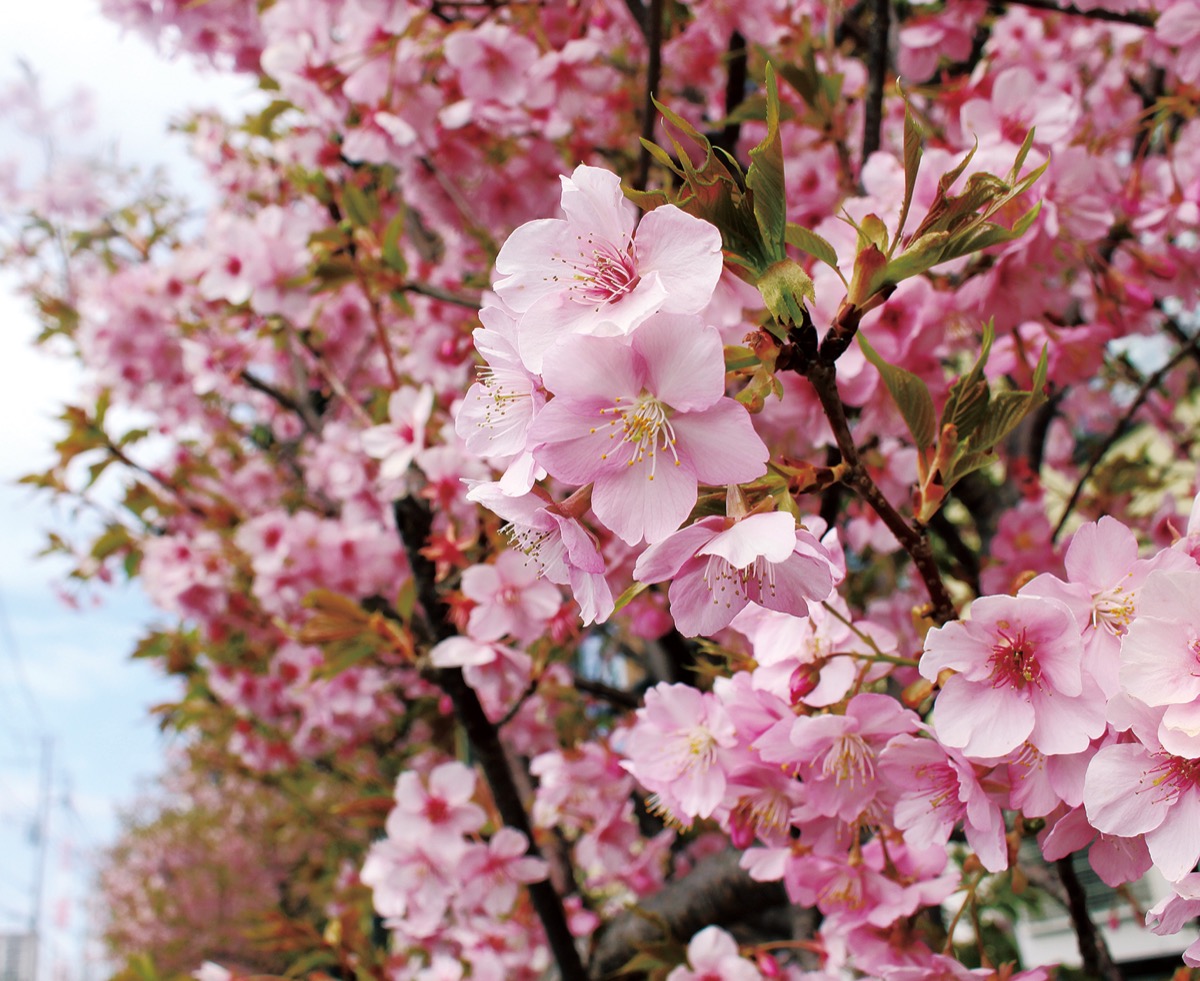2607小輪系ソフトカップ咲き 多弁dd ローズピンク バイカラー PUKU