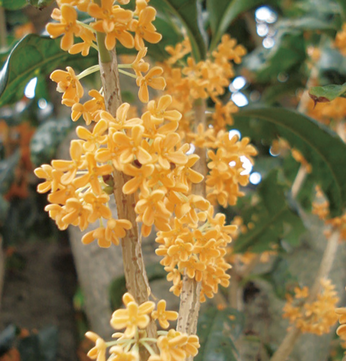宮司の徒然　其の1４2町田天満宮　宮司　池田泉