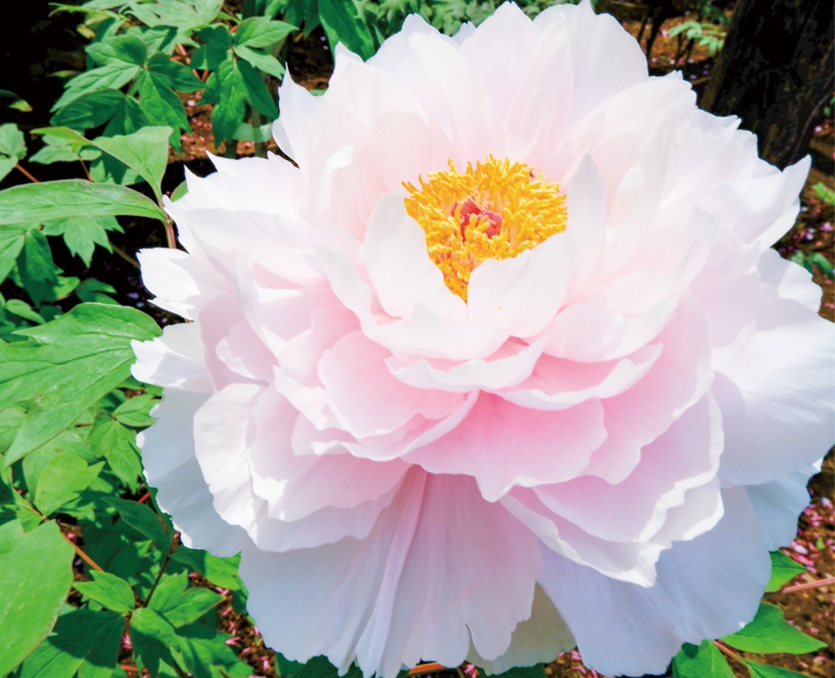 町田ぼたん園 大輪の花 見頃迎える 5月6日まで開園 | 町田 | タウン