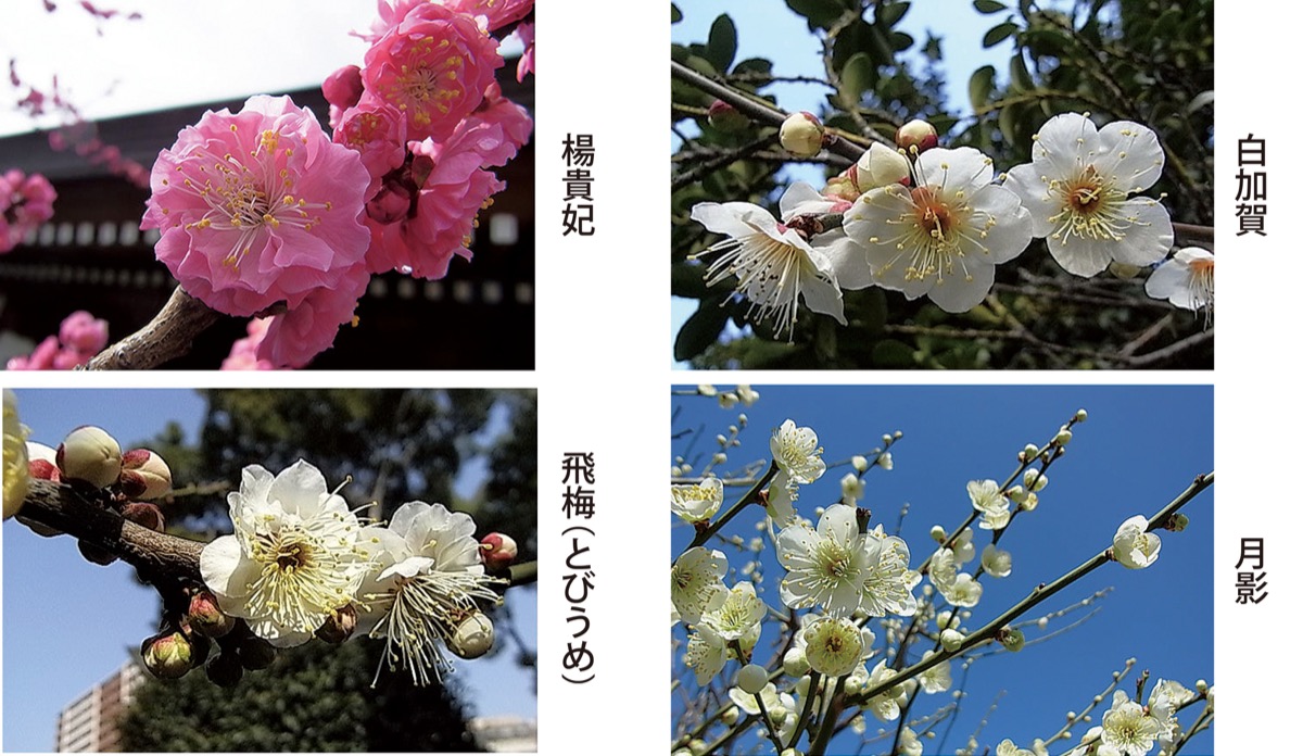 宮司の徒然　其の156